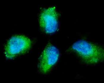 PKC gamma/PRKCG Antibody