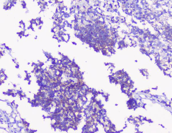 PKC gamma/PRKCG Antibody