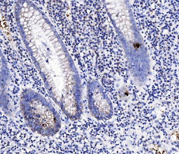 Peptide YY/PYY Rabbit Polyclonal Antibody