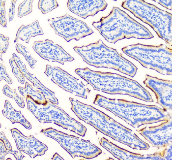 SI Rabbit Polyclonal Antibody