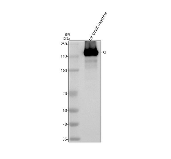 SI Rabbit Polyclonal Antibody
