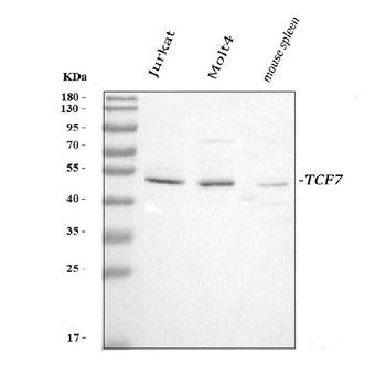 TCF7 Rabbit Polyclonal Antibody