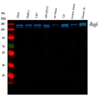 BAT3/BAG6 Antibody