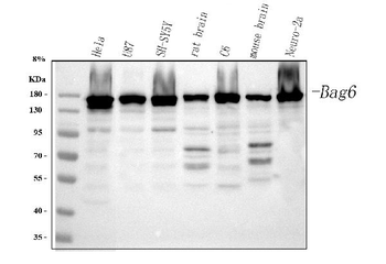 BAT3/BAG6 Antibody