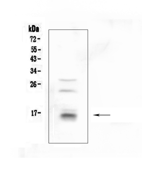 CDA Antibody