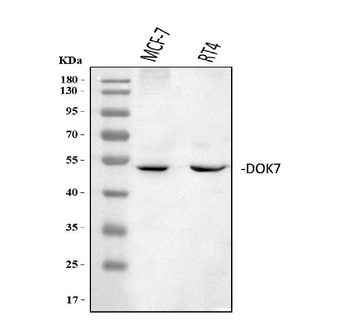 DOK7 Rabbit Polyclonal Antibody