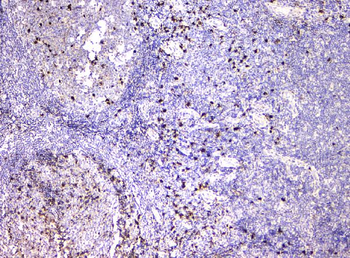 IGLL1 Antibody