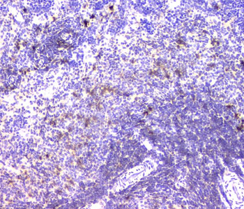 IGLL1 Antibody