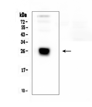 IGLL1 Antibody