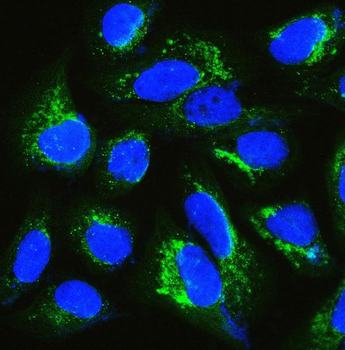 IQGAP1 Rabbit Polyclonal Antibody