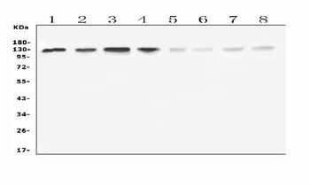 Leucyl tRNA synthetase/LARS Rabbit Polyclonal Antibody