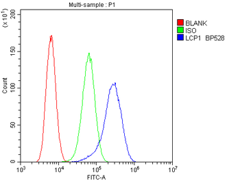 Plastin L/LCP1 Antibody