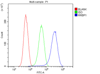 RRBP1 Antibody