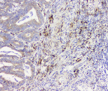 RRBP1 Antibody