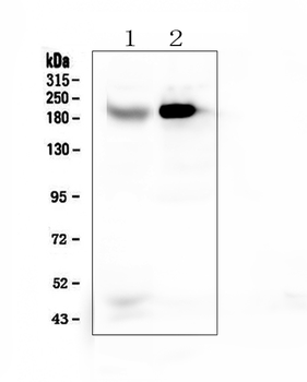 RRBP1 Antibody