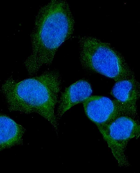 SFRP1 Antibody