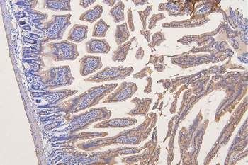 SFRP1 Antibody