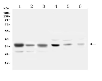 SFRP1 Antibody