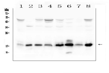 TIMM17A Antibody