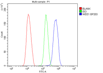 WEE1 Rabbit Polyclonal Antibody