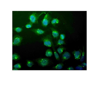WEE1 Rabbit Polyclonal Antibody