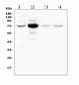 WEE1 Rabbit Polyclonal Antibody