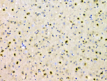 SHP2/PTPN11 Antibody (monoclonal, 2E6)