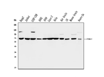 SHP2/PTPN11 Antibody (monoclonal, 2E6)