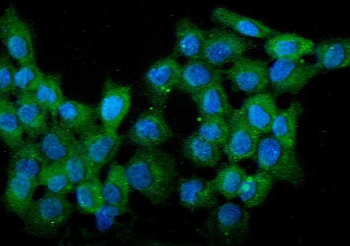 WWOX Mouse Monoclonal Antibody