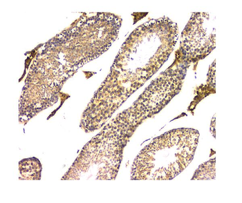 WWOX Mouse Monoclonal Antibody