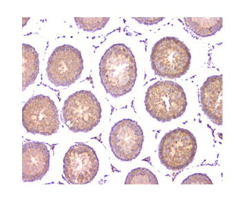 WWOX Mouse Monoclonal Antibody