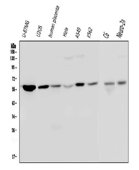 Optineurin/OPTN Antibody (monoclonal, 3D8)