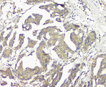 GNAQ Mouse Monoclonal Antibody