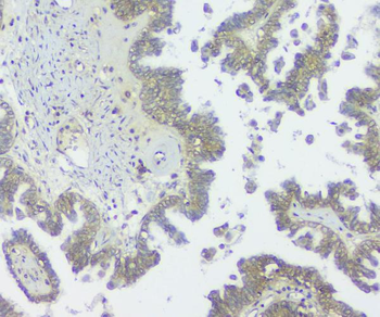 GNAQ Mouse Monoclonal Antibody