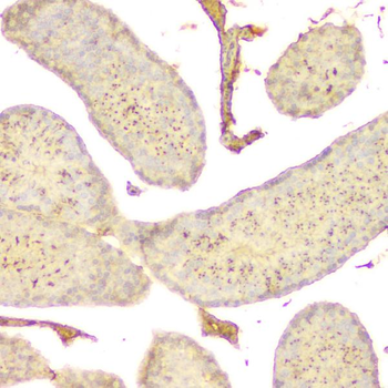 GNAQ Mouse Monoclonal Antibody