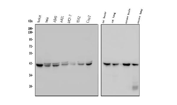 GNAQ Mouse Monoclonal Antibody