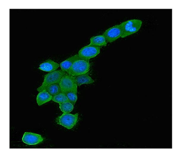 Rab5/RAB5A Mouse Monoclonal Antibody