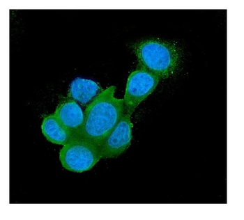 Galectin 3/LGALS3 Antibody (monoclonal, 12B12)