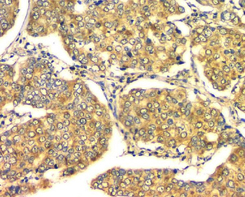 GM130 GOLGA2 Mouse Monoclonal Antibody