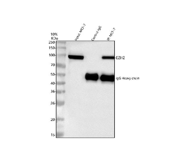 KMT6/EZH2 Rabbit Polyclonal Antibody