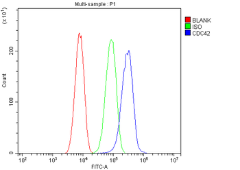 CDC42 Rabbit Polyclonal Antibody