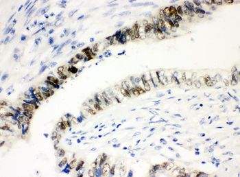 SOX9 Antibody