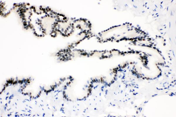 SOX9 Antibody