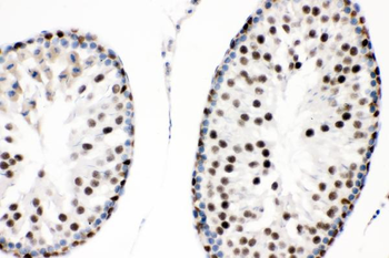 SOX9 Antibody