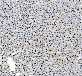 Histone H2A.X/H2AFX/H2A Rabbit Polyclonal Antibody