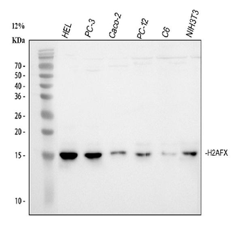 Histone H2A.X/H2AFX/H2A Rabbit Polyclonal Antibody