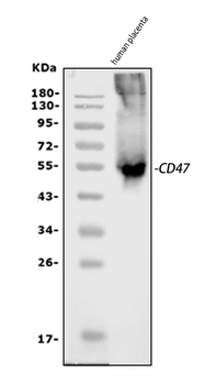 CD47 Rabbit Polyclonal Antibody