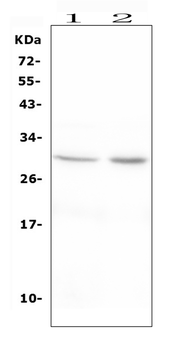 Erythropoietin EPO Rabbit Polyclonal Antibody