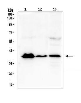 MR1 Rabbit Polyclonal Antibody