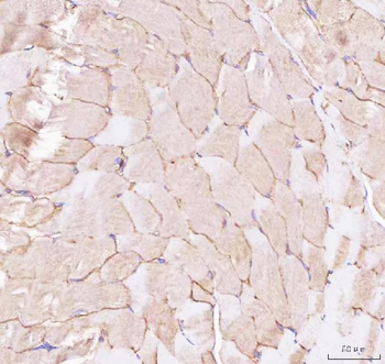 Caveolin-3/CAV3 Rabbit Polyclonal Antibody